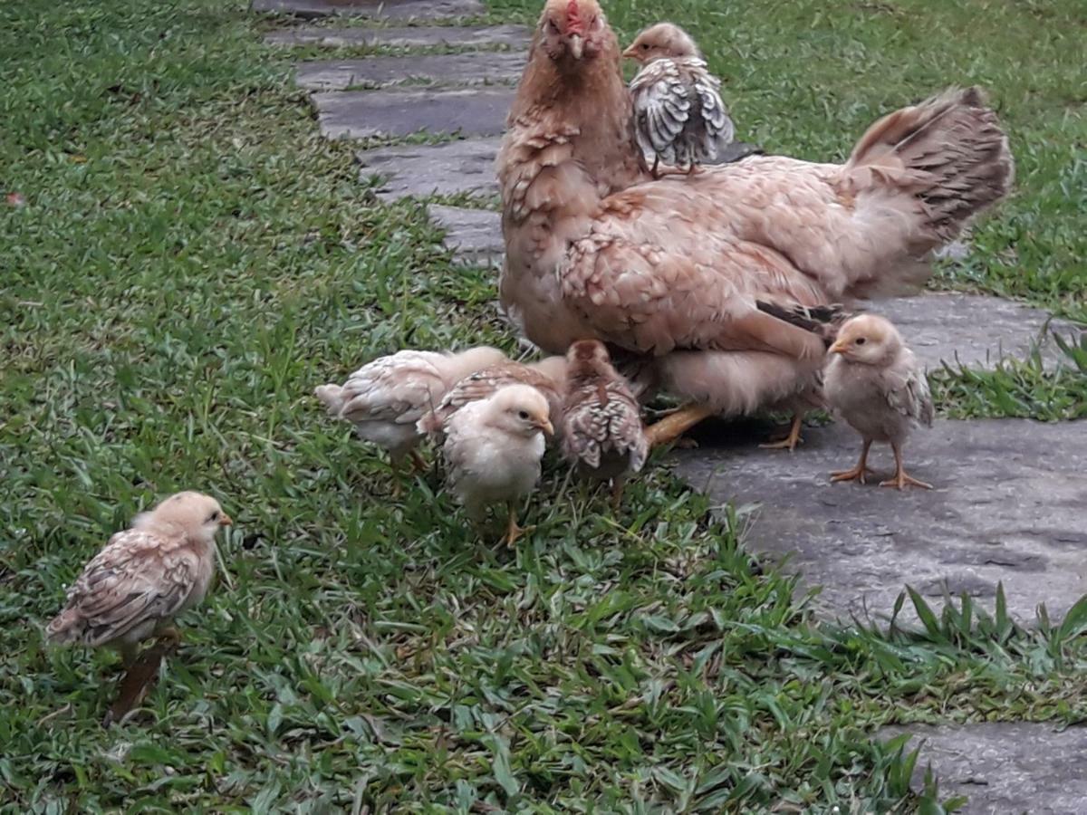 Hotel Pousada Chacara Pacheco Visconde De Maua Zewnętrze zdjęcie